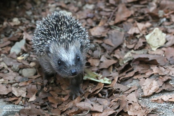 Braunbrustigel (Erinaceus europaeus)